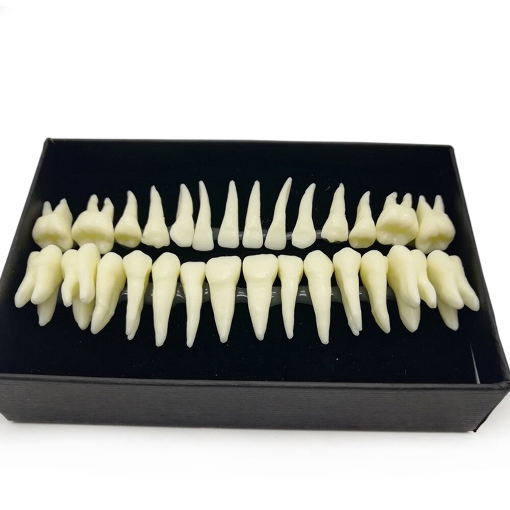 28Pcs Dental 1:1 Permanent Teeth Demonstration Full Teeth Study Teach Model