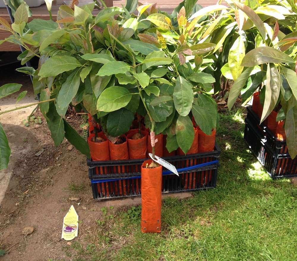 Fuerte Grafted Avocado Tree - Cold Hardy - Live Avocado Tree