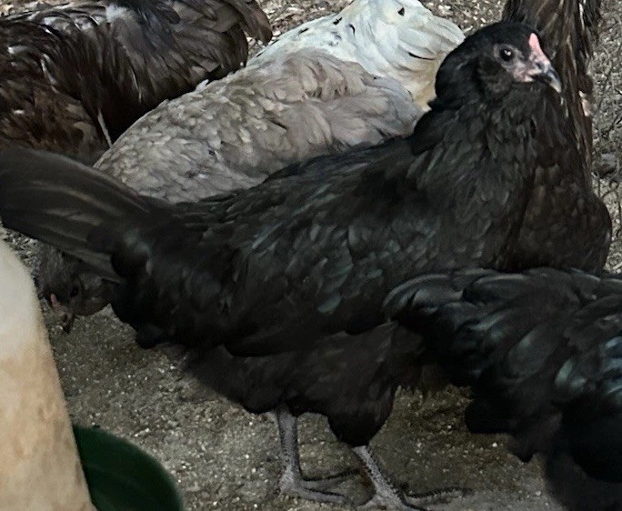 8 Chocolate Ermine True Ameraucana Eggs