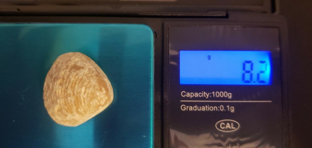 Brachiopod Fossil
