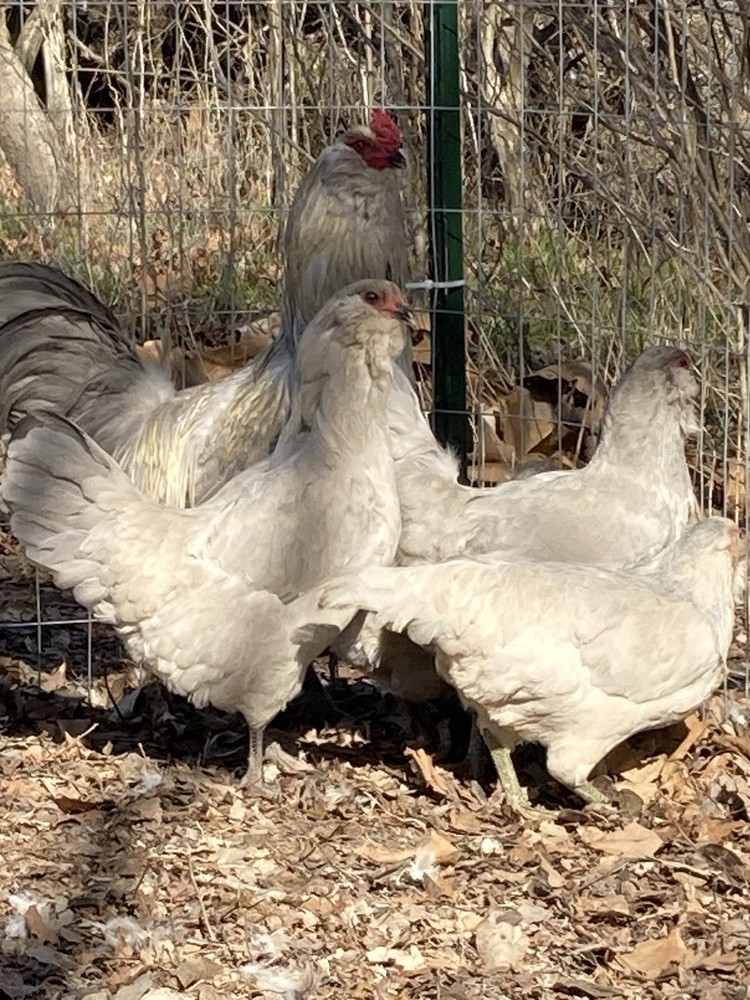 12 Lavender Ameraucana Hatching Eggs