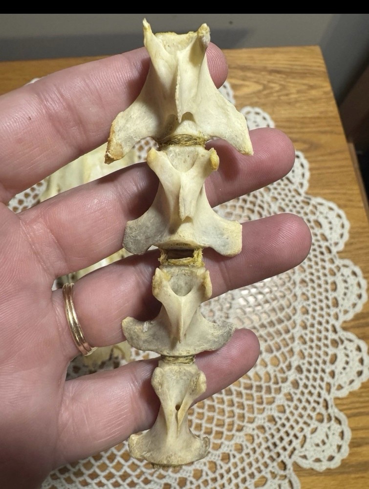 Whitetail Doe Skull And Vertebrae