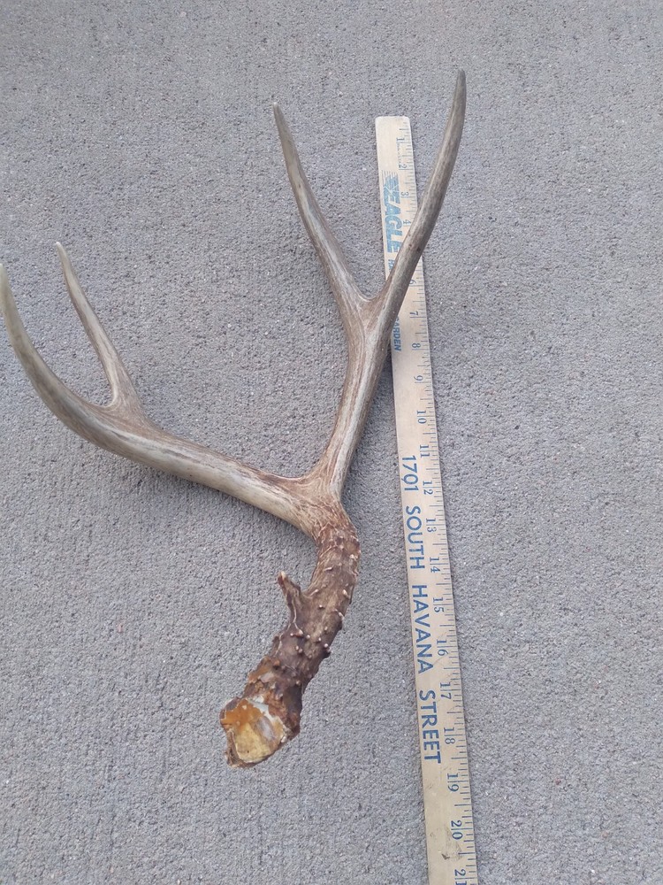Deer Antler Shed 4 Point