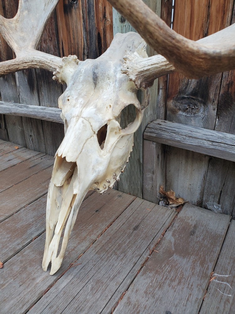 Shiras Moose European Mount