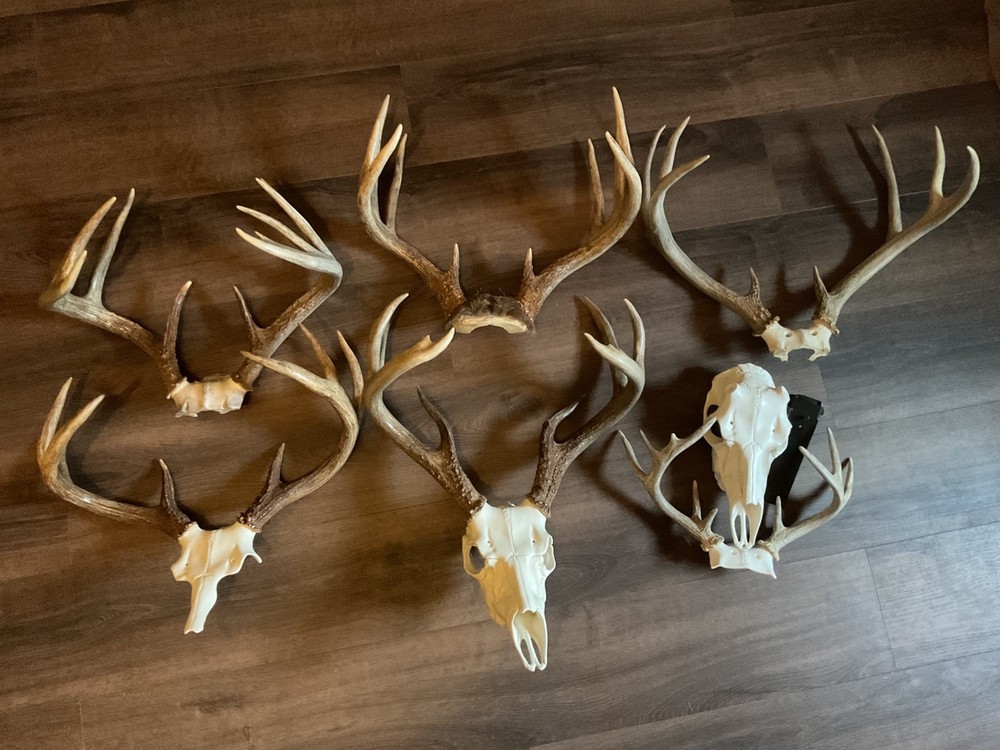 whitetail deer antlers