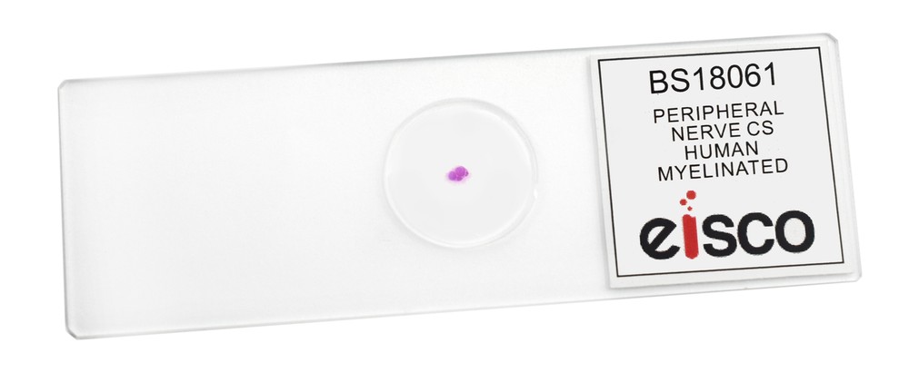 Peripheral Nerve - Prepared Microscope Slide - 75x25mm - Eisco Labs