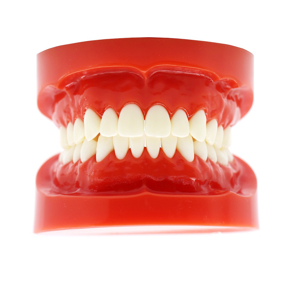 Dental 1:1 Adult Standard Typodont Demonstration Model plastic study teeth model