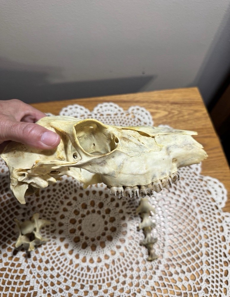 Whitetail Doe Skull And Vertebrae