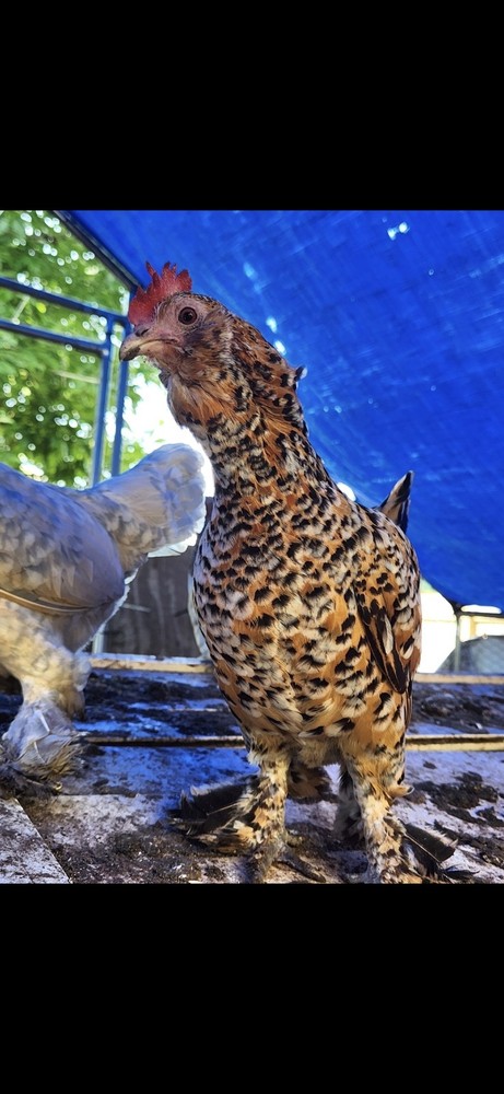 Fertile Bantam Mystery Hatch 12 eggs