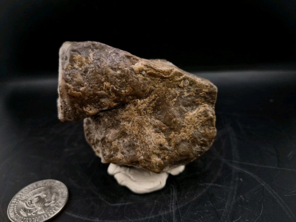 Egg Fossil Reptile 🦎 Permineralized
