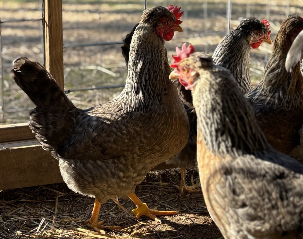 Cream Legbar Hatching Eggs (12 Eggs)