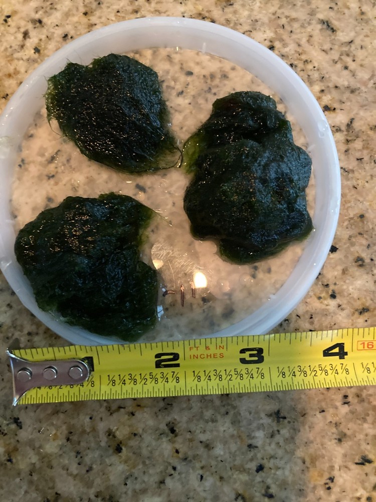 Live Marimo Moss-Algae Aquatic Snail Free