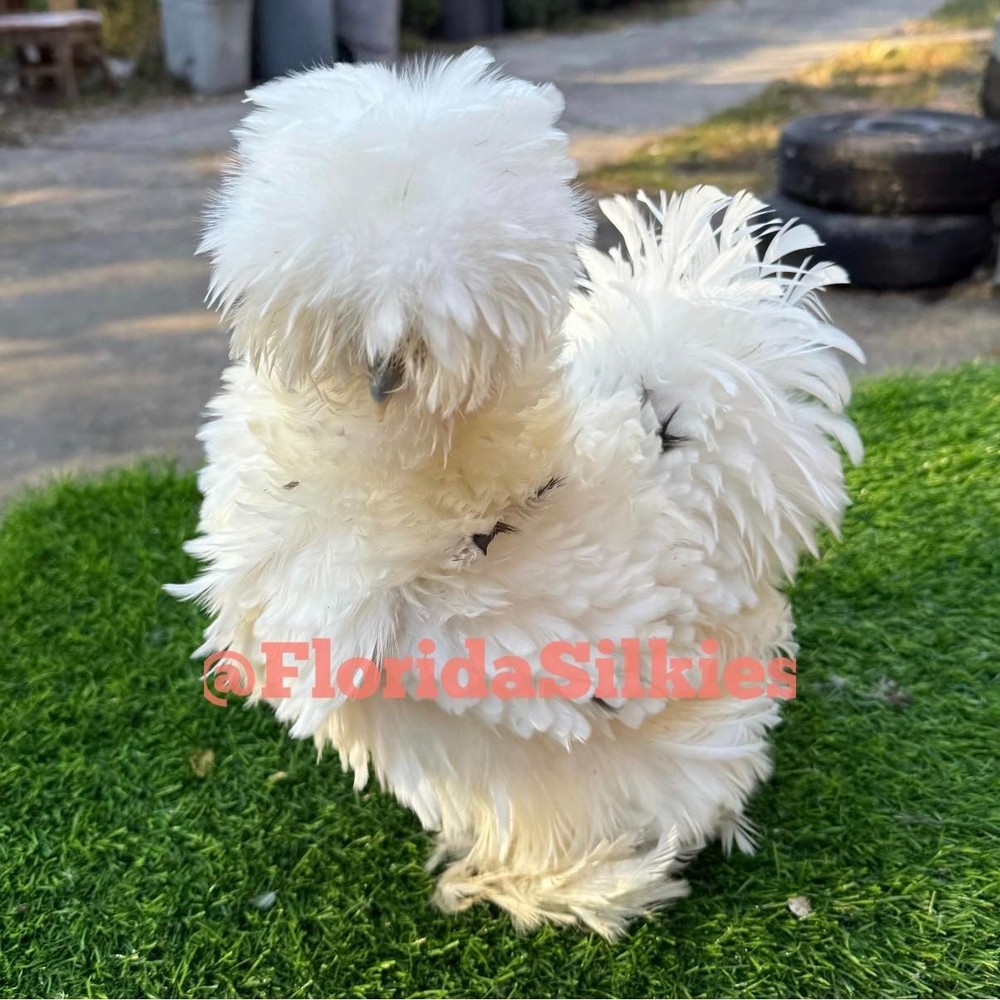 Silkie Hatching Eggs Assorted Colors (READ!) 4+