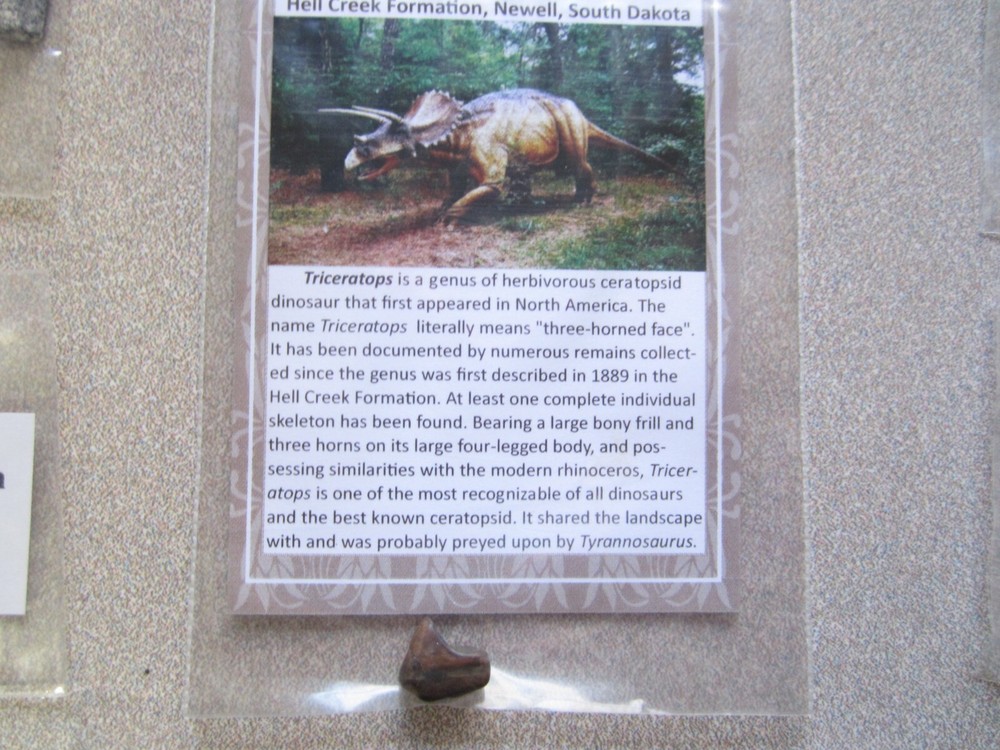 Dinosaur, Mammal, Sharks Teeth Kit