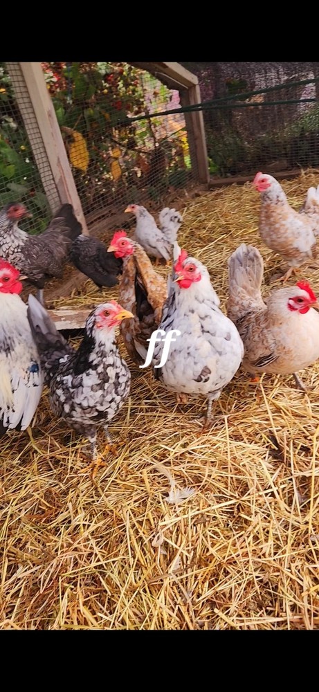 12Serama Hatching Eggs