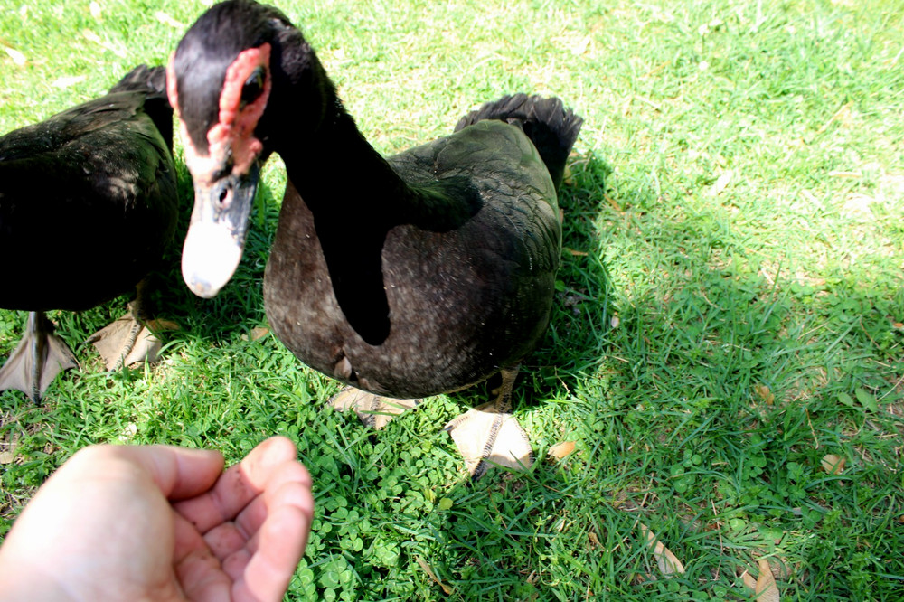 Exhibition Quality Muscovy Hatching Eggs 96% solid BLACK ducks only 12 eggs