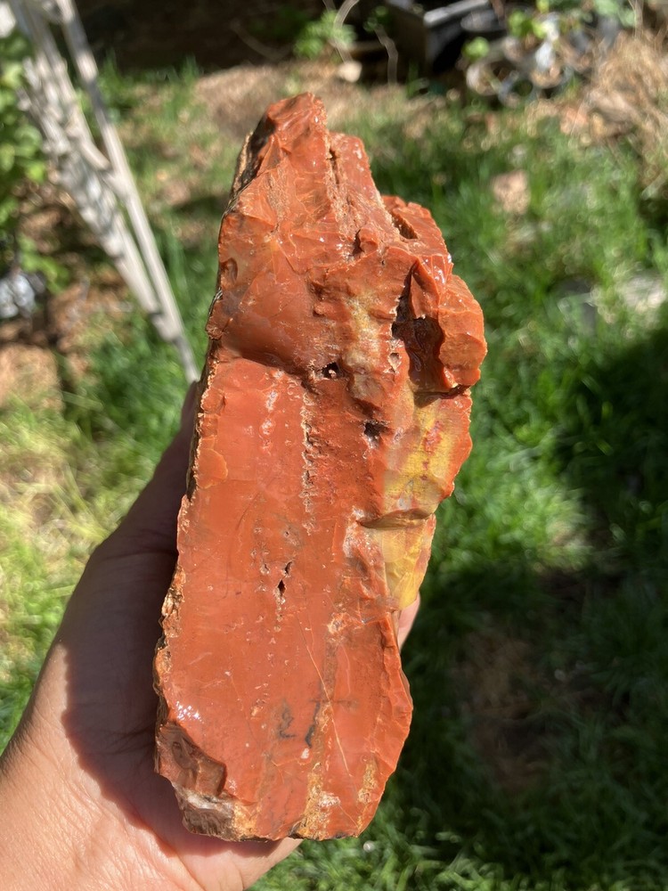 Arizona Petrified Wood