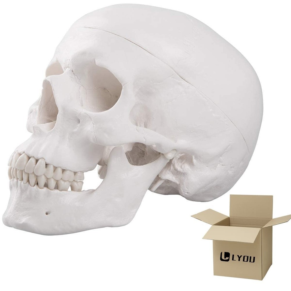 High-Quality Anatomical Human Skull Model with Removable Cap for Students