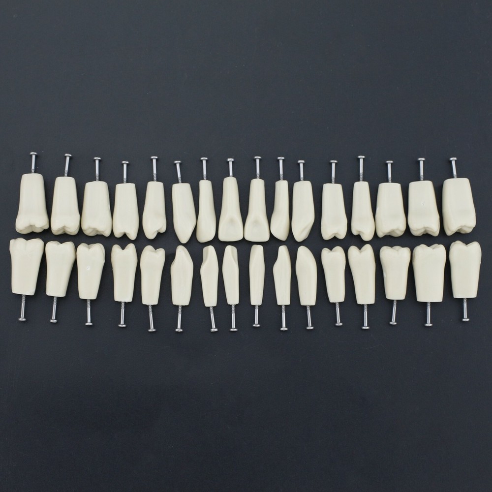Dental Replacement 32PCS Teeth Typodont Screw-in Model Columbia 860 Type
