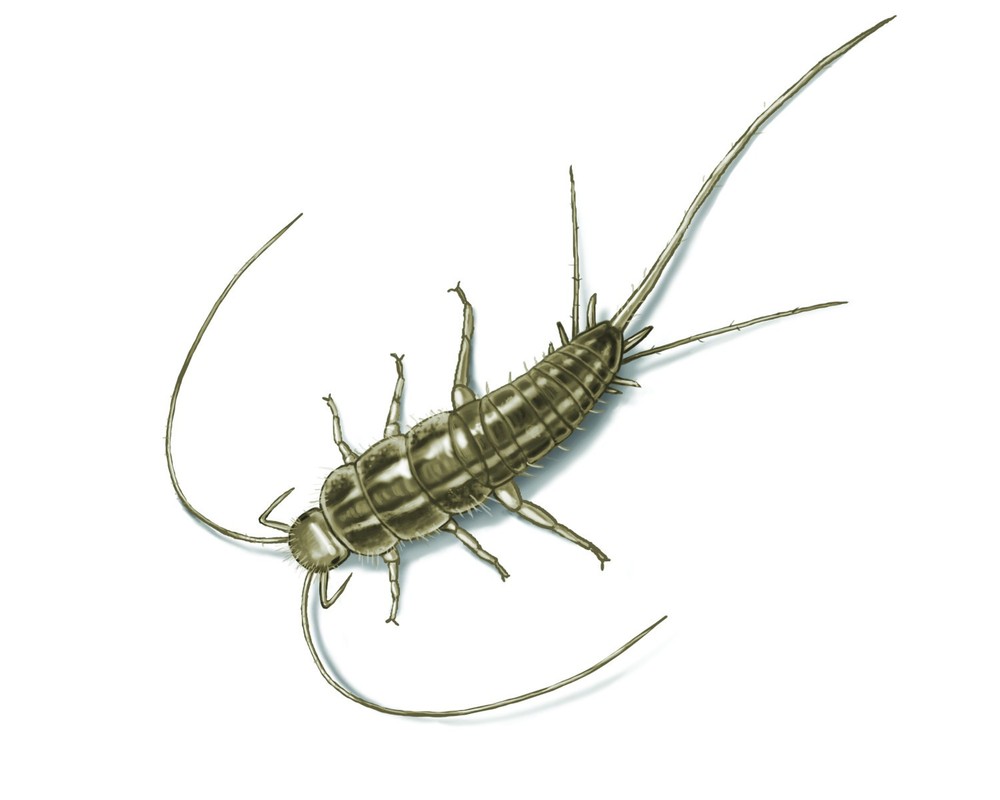 3 Boxes DEKKO Silverfish Control ~~ 72 Paks ` Pest Control ` Bait