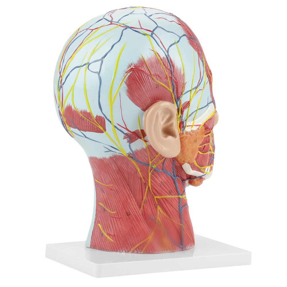 Anatomical Life Size Head Brain Neck Section Study Model New