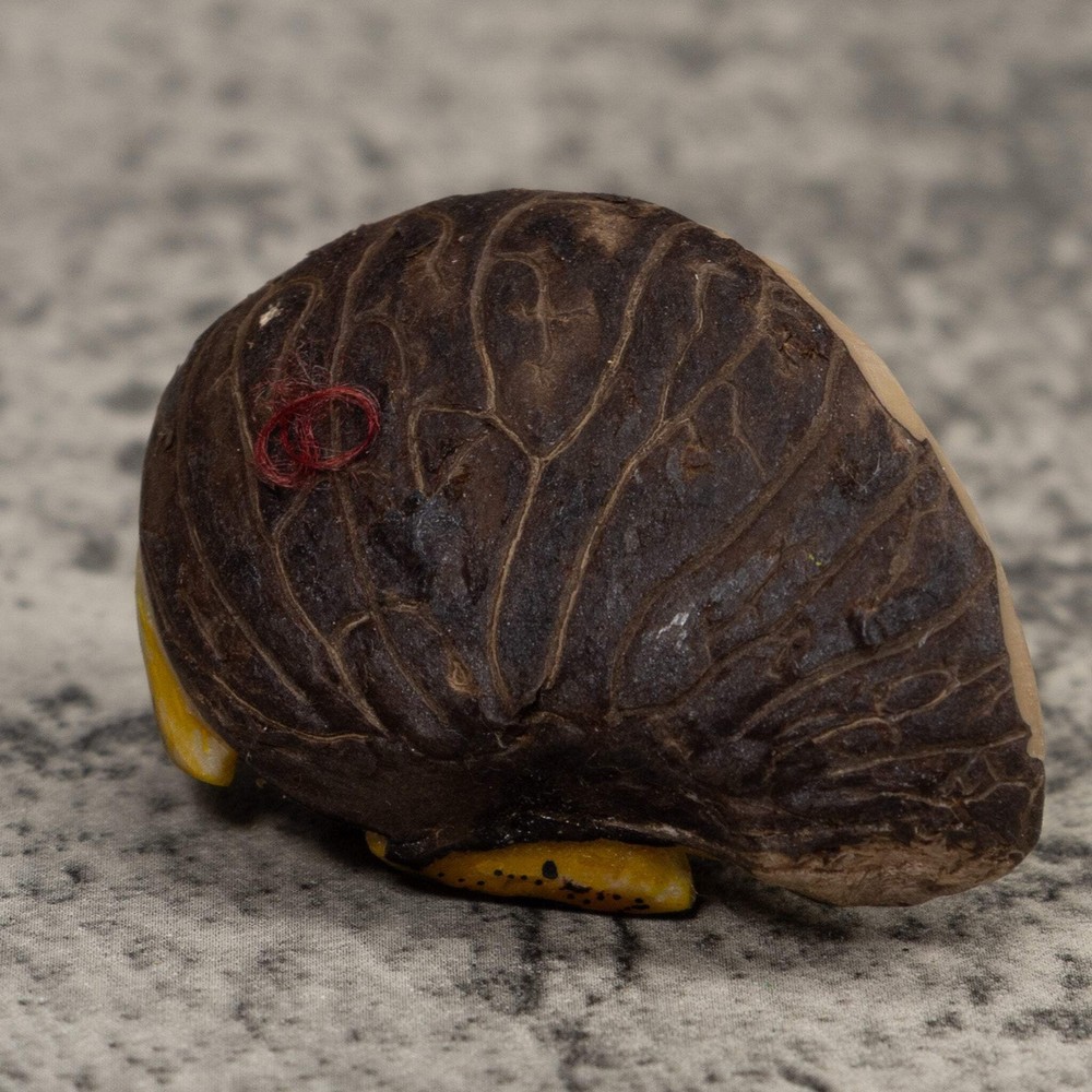 Poison Dart Frog Tagua Carving