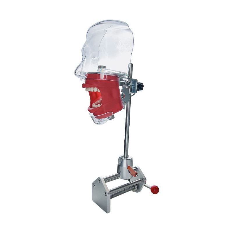 Simple Head Model Dental Simulator Phantom Head forDentist Education Teaching US