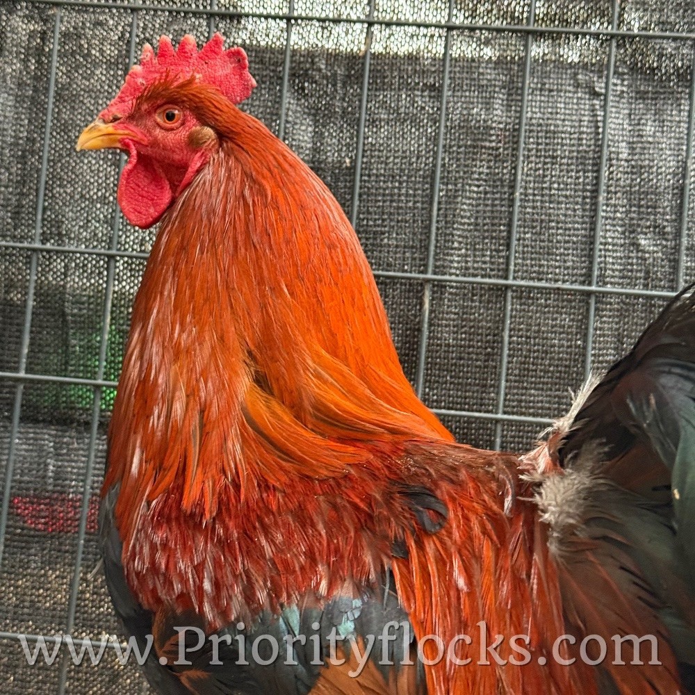 (12+) Welsummer Fertile Hatching Eggs NPIP