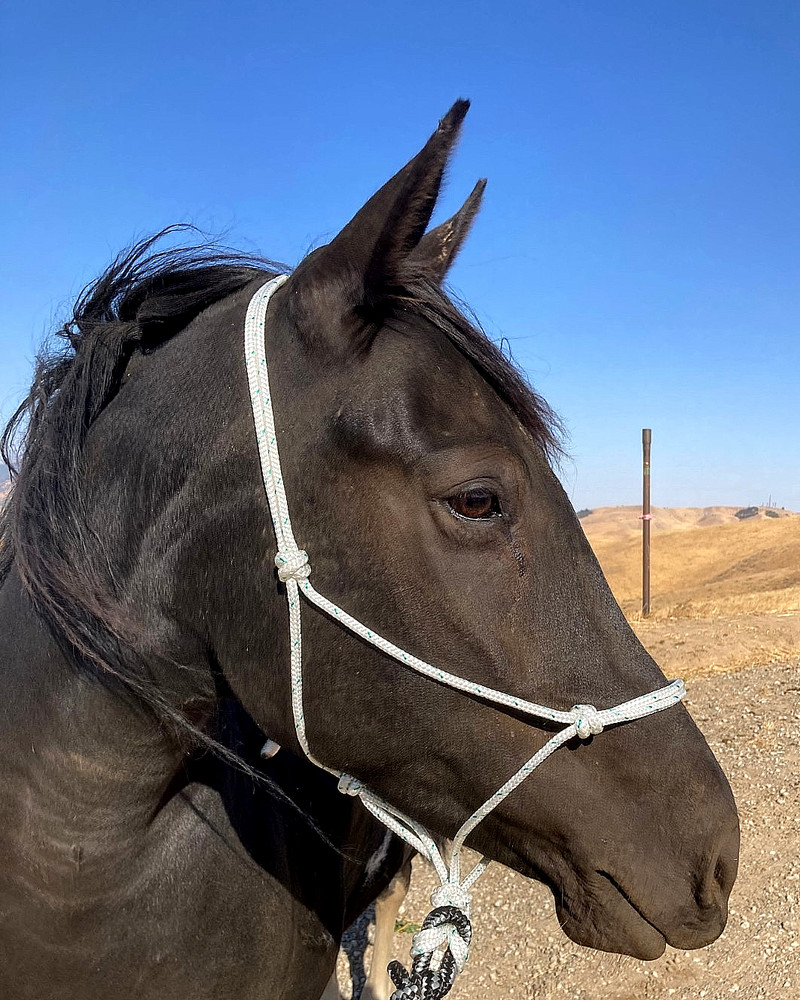 Rope Halter & 8ft Lead, Average Horse