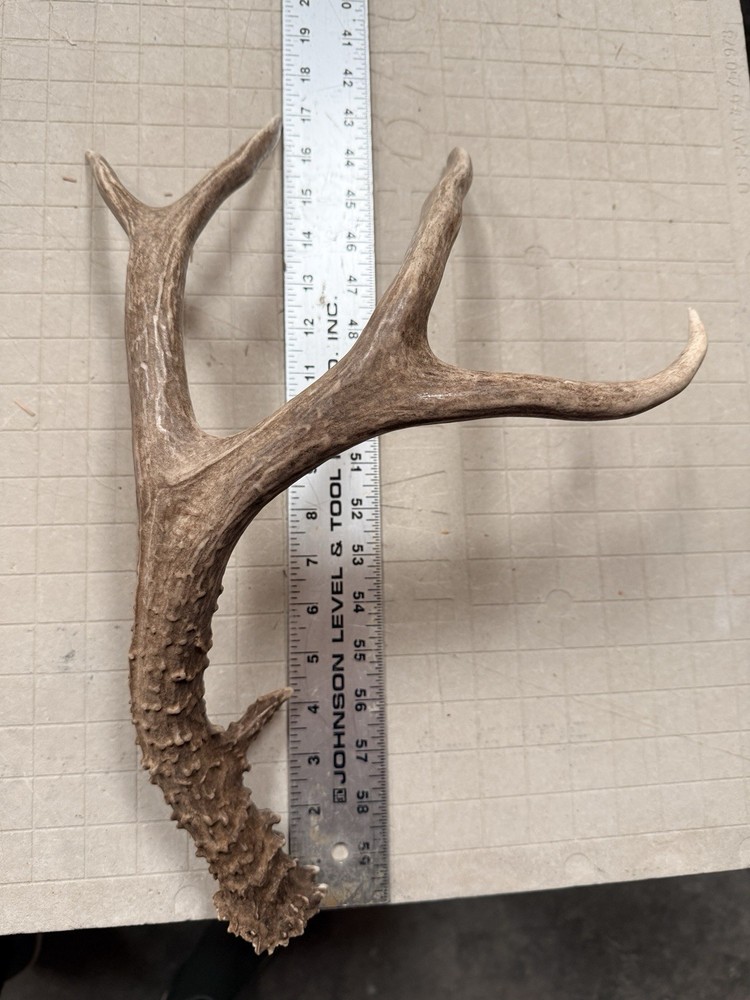 Mule Deer Shed ~ Deer Antlers
