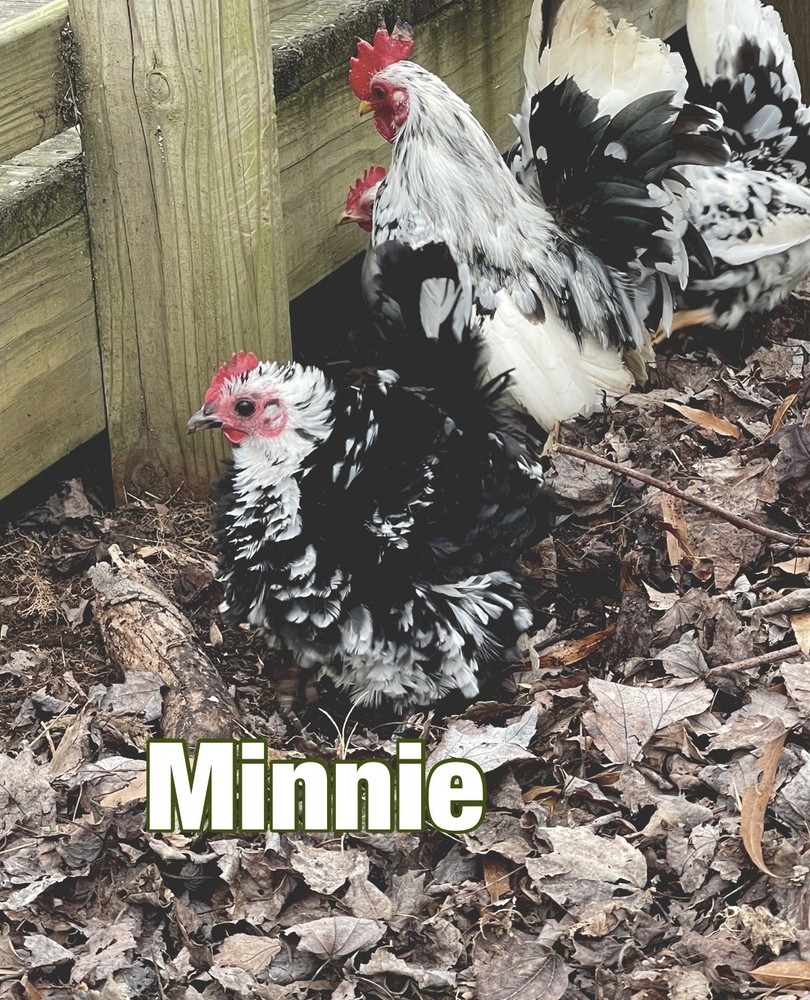 Serama Hatching Eggs 5+ Smooth and possible Frizzles