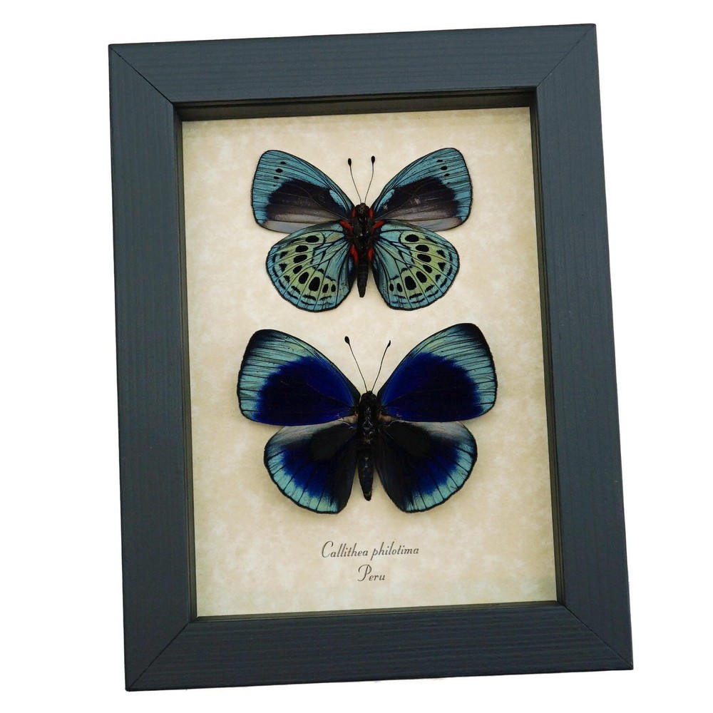 Charles Darwin Butterfly Pair Callithea philotima Asterope leprieuri Framed
