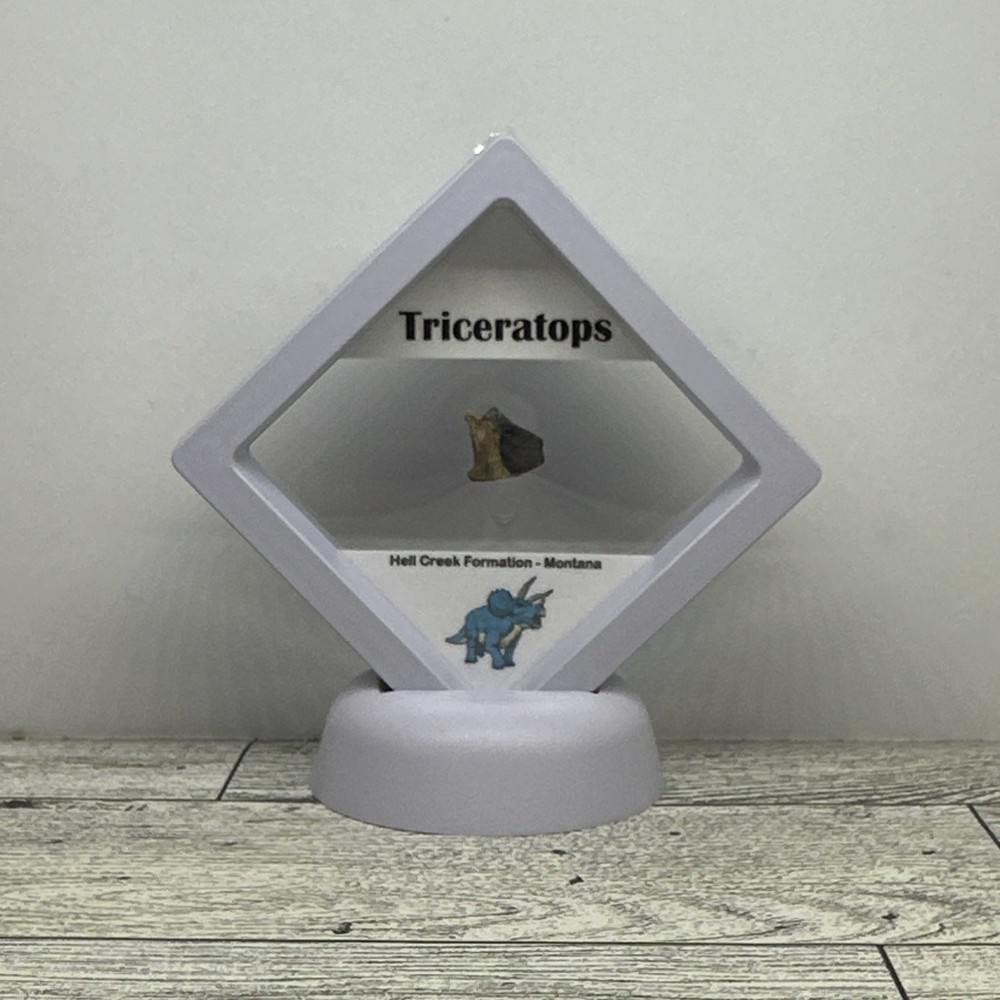 Triceratops Extinct Dinosaur Partial Tooth Fossil in Display Case