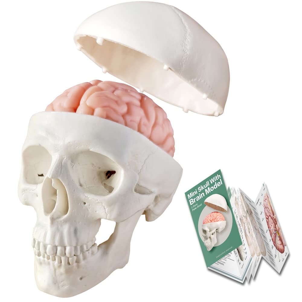 2026 New Human Skull Model,3 Part With 2-Part Brain;Half Small, White