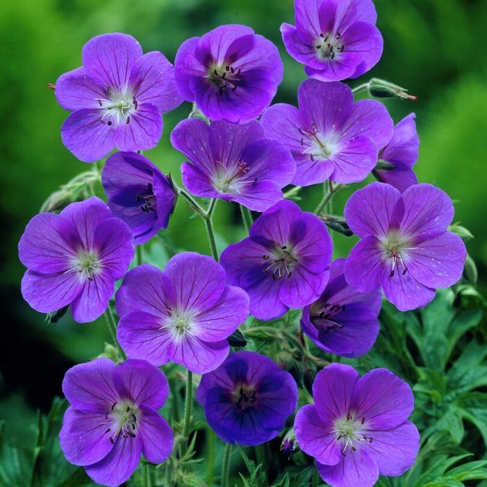 Hardy Geranium Johnson's Blue 2 Roots