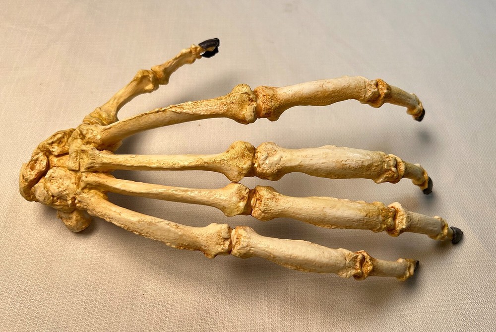 Bornean Orangutan Hand Articulated Replica