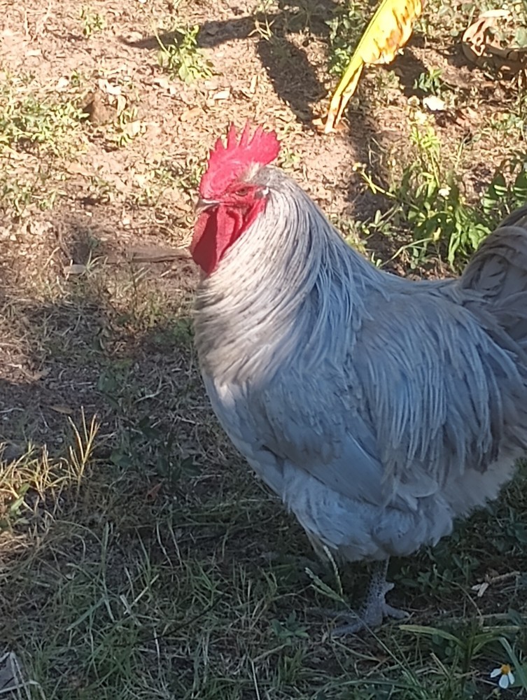 **RARE**(6) Lavender Orpington Hatching Eggs