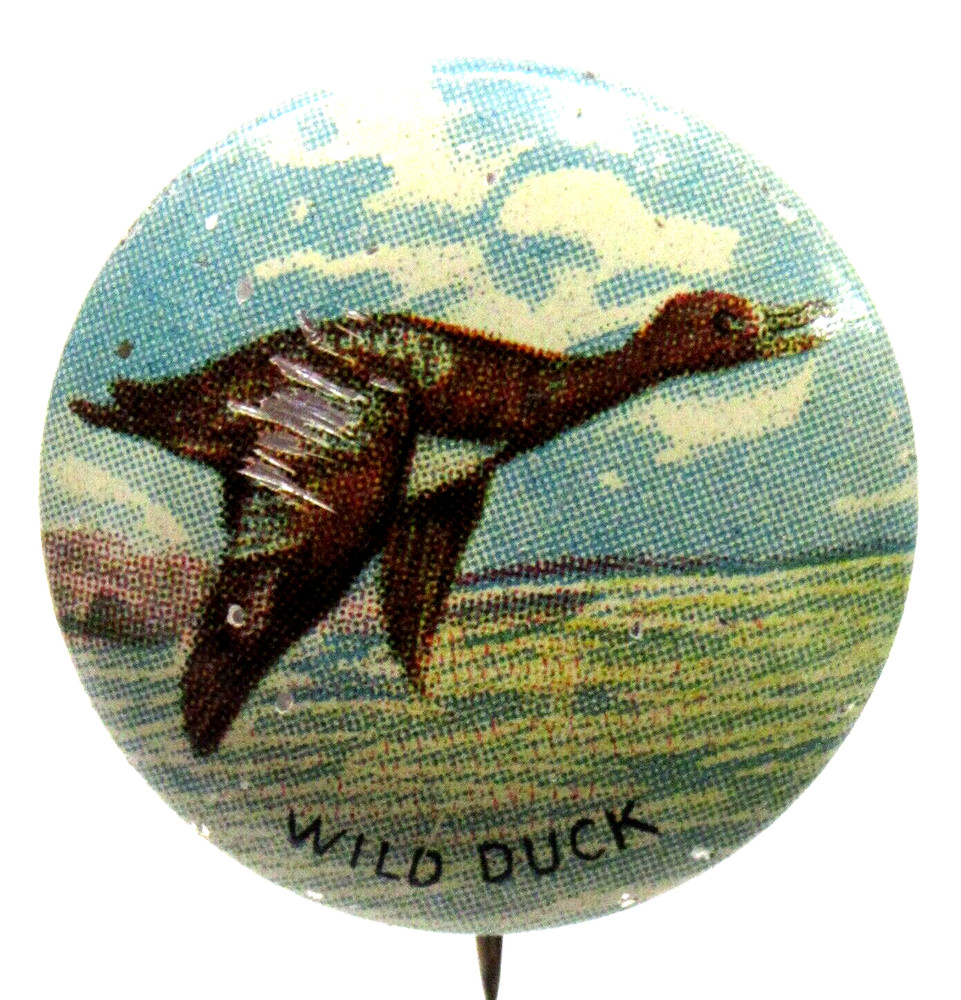 bird 1930's WILD DUCK  7/8" tin litho pinback button ^