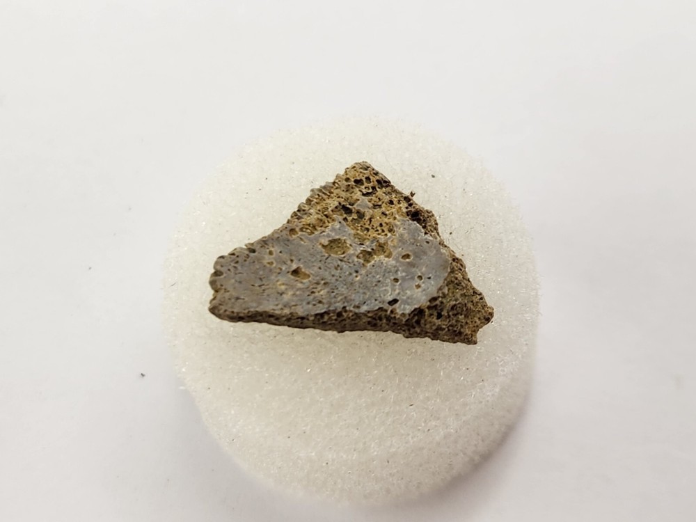 Cretaceous Turtle Shell Fossil - Testudines - Judith River Fm. - Hill Co., MT