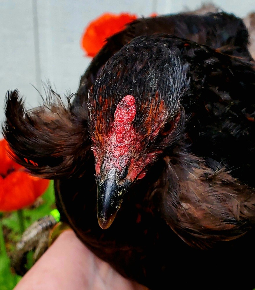 ARAUCANA FERTILE EGGS 12+ Standard size Multi colored flock!
