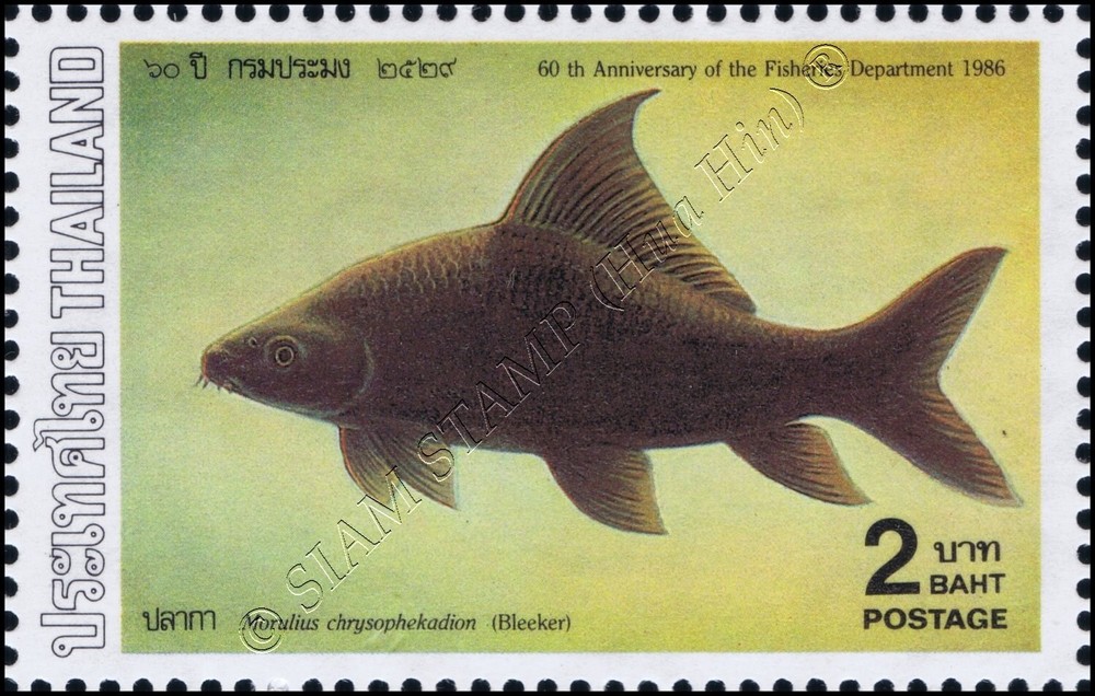 Fishes (IV) (MNH)
