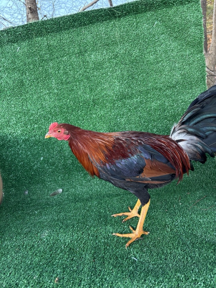 Asil/ylhHatching ,Eggs, poultry, chicken