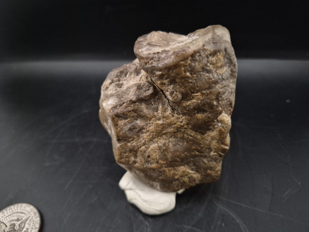 Egg Fossil Reptile 🦎 Permineralized