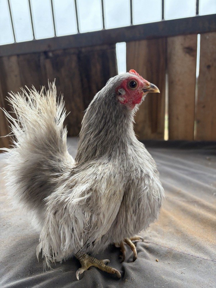 Serama Hatching Eggs from Show Stock NPIP 12+