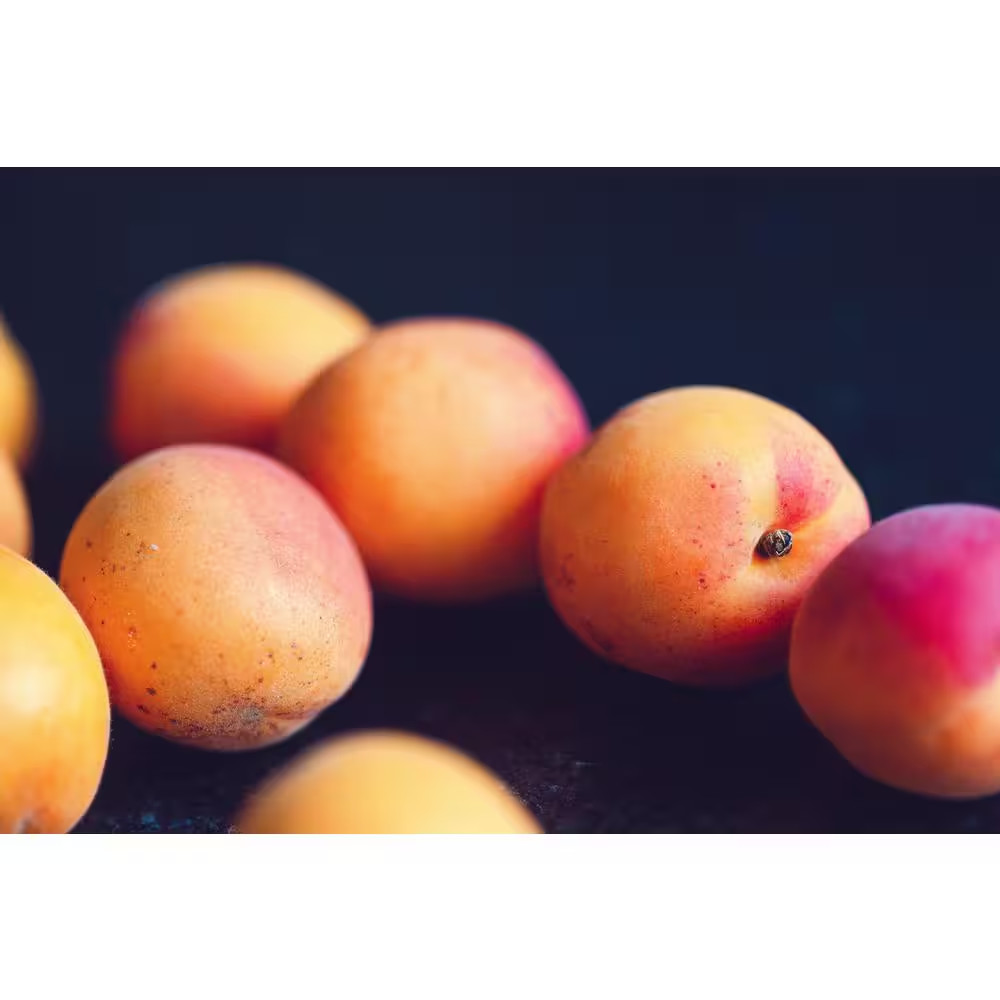 Dwarf Goldcot Apricot Tree Bare Root