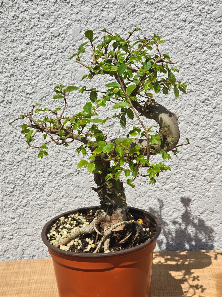 Chinese Elm pre bonsai small