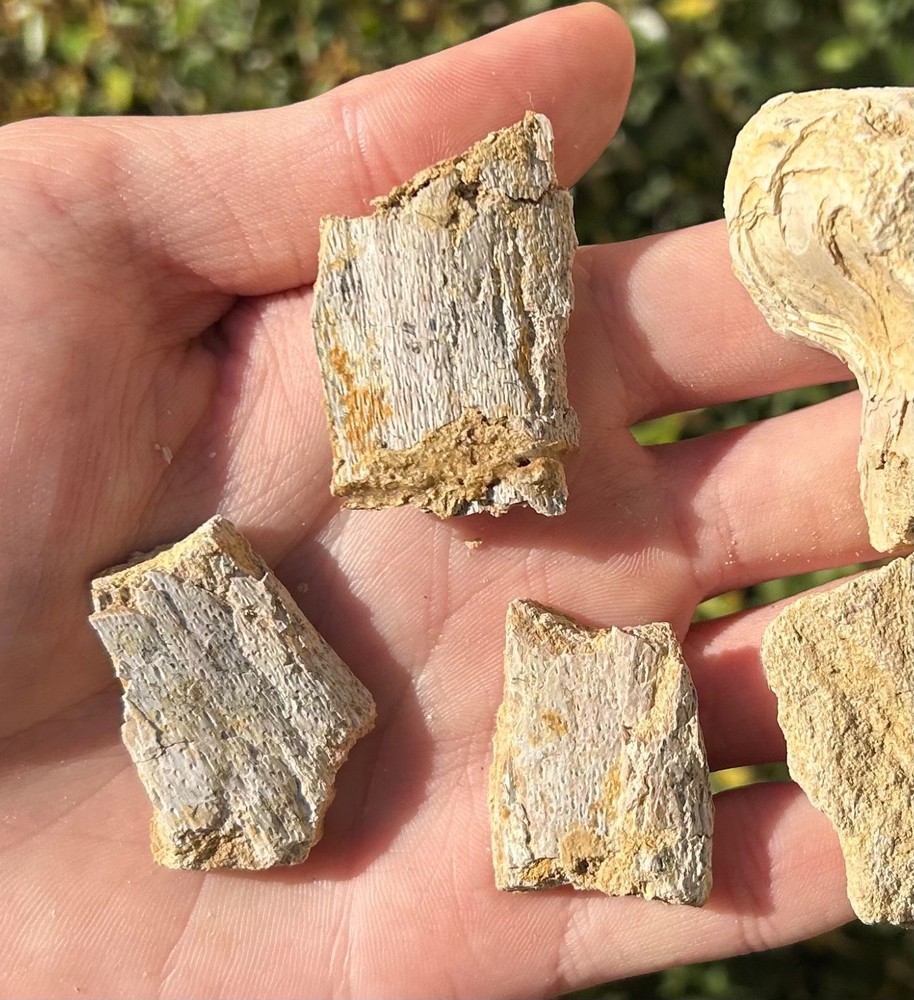 Fossil Marine Bones Lot Texas Cretaceous Dinosaur Bones