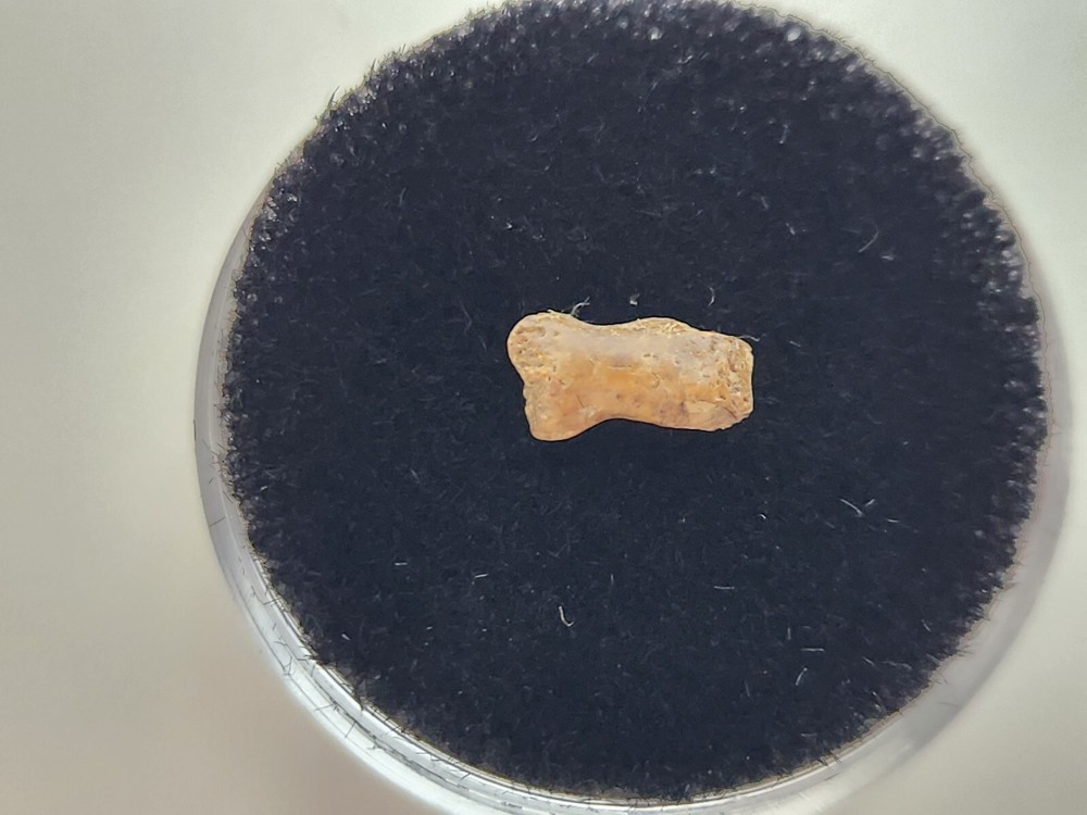 Turtle Toe Bone Fossil - Judith River Fm. - Hill Co., MT