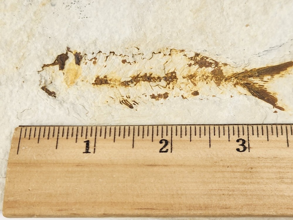 Knightia eocaena Fossil Fish - Green River Fm. - Split Fish Layer - WY