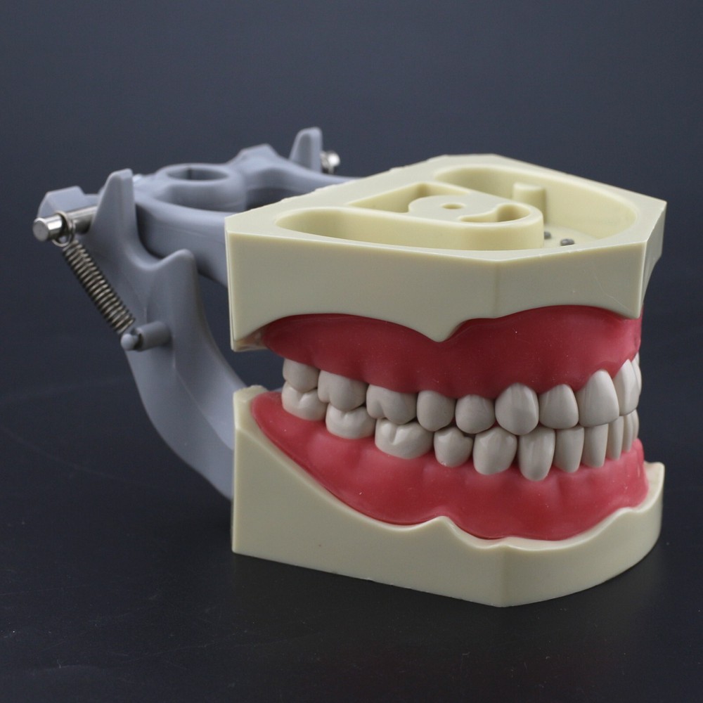 Dental Typodont Columbia 860 Practice Model 32pcs Removeable Teeth Mounting Pole